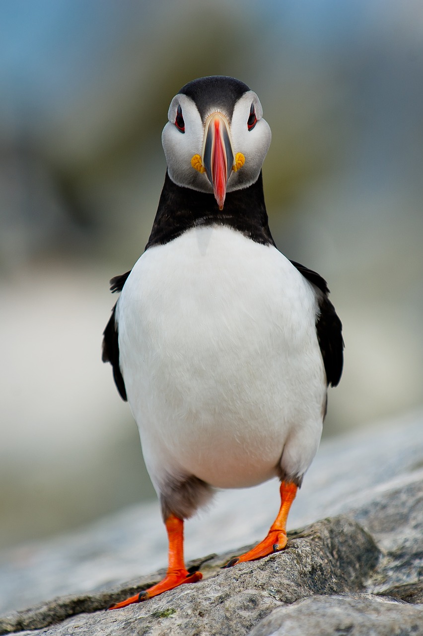 Image - bird beak feather animal fly rock