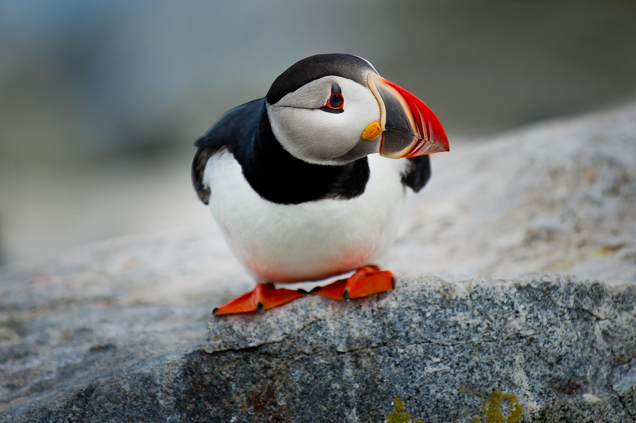 Image - bird beak feather animal fly rock