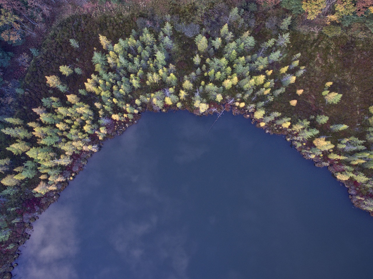 Image - trees clolorful aerial view plant