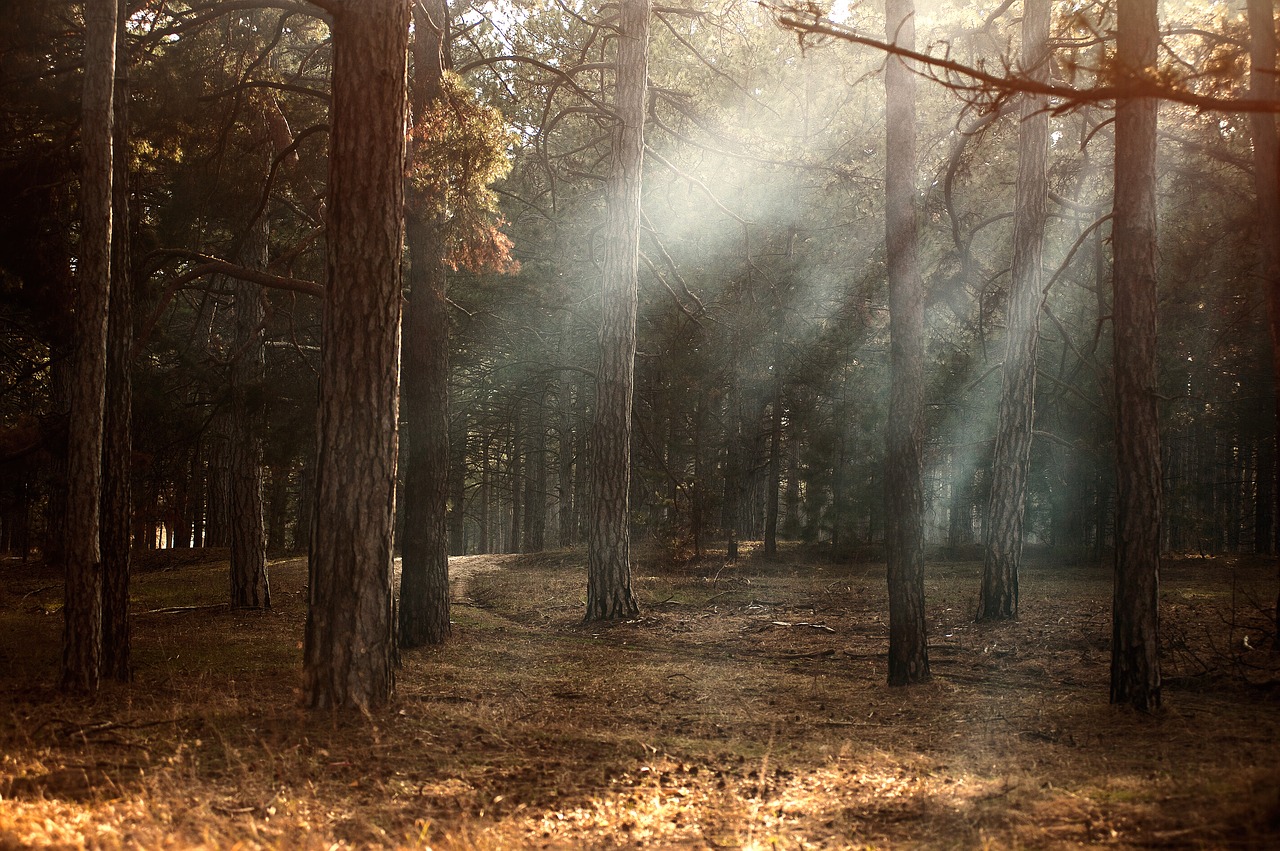 Image - trees plant forest fog sunshine