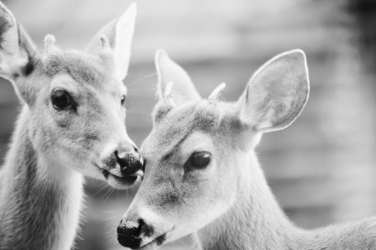 Image - black and white deer animal