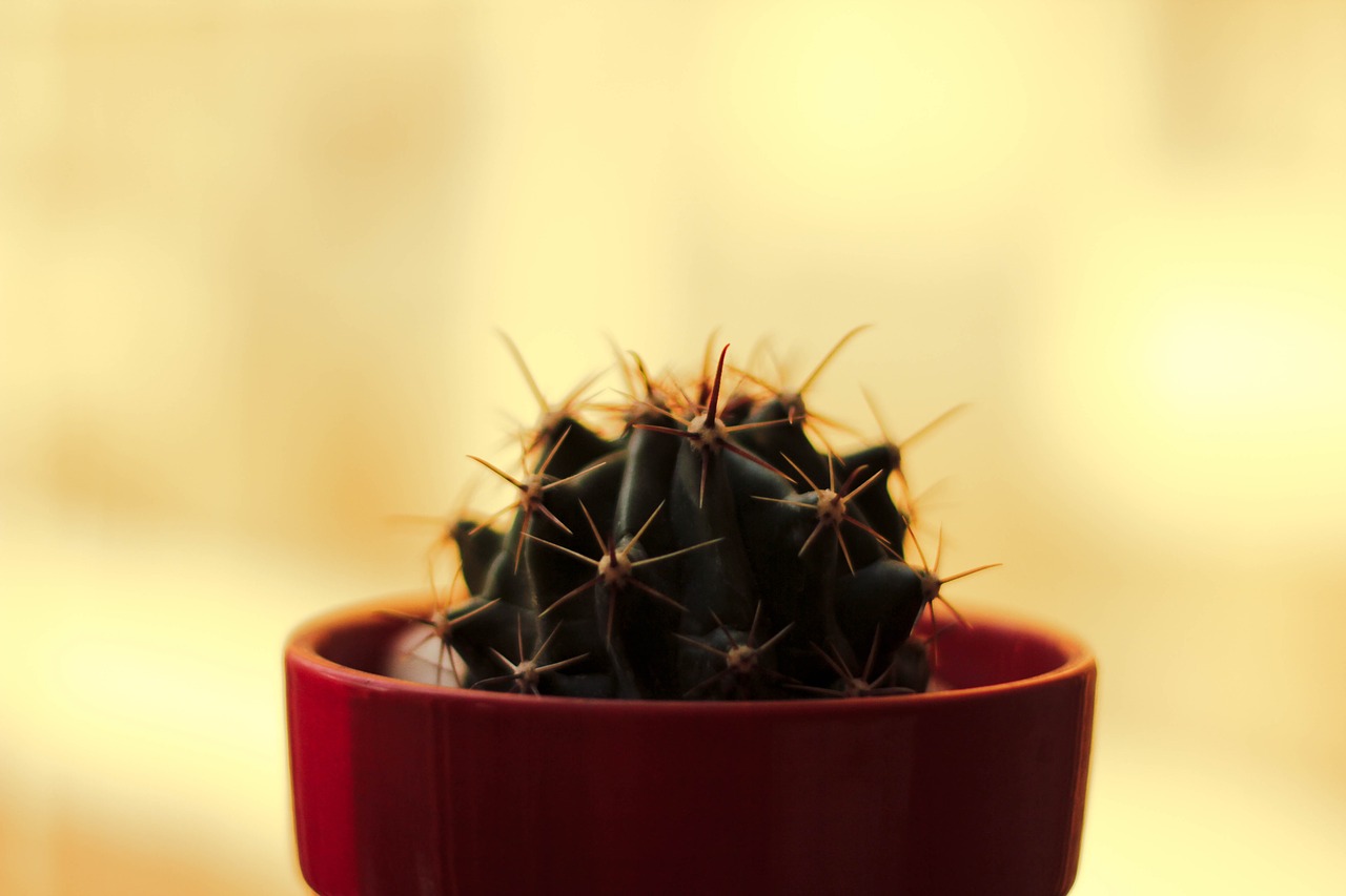 Image - flower pot cactus thorn