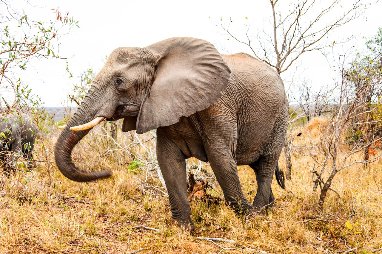 Image - elephant animal mammoth wildlife