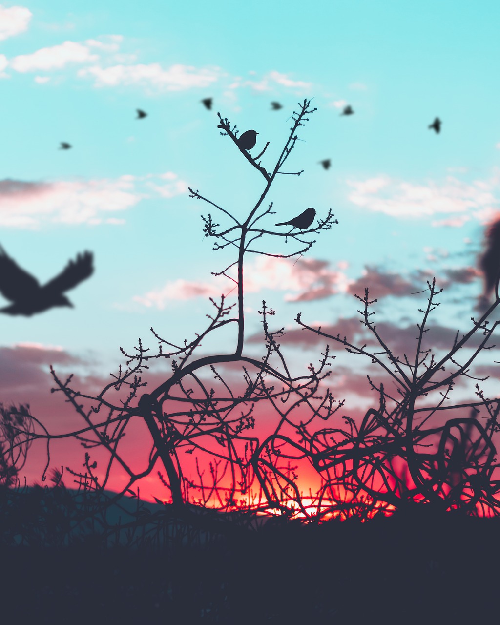 Image - clouds sky silhouette tree plant