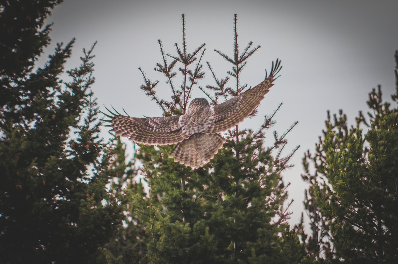 Image - bird animal flying green trees