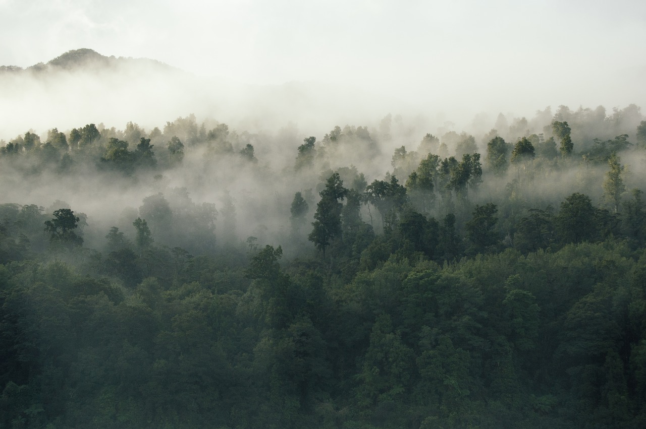 Image - green trees plant nature forest