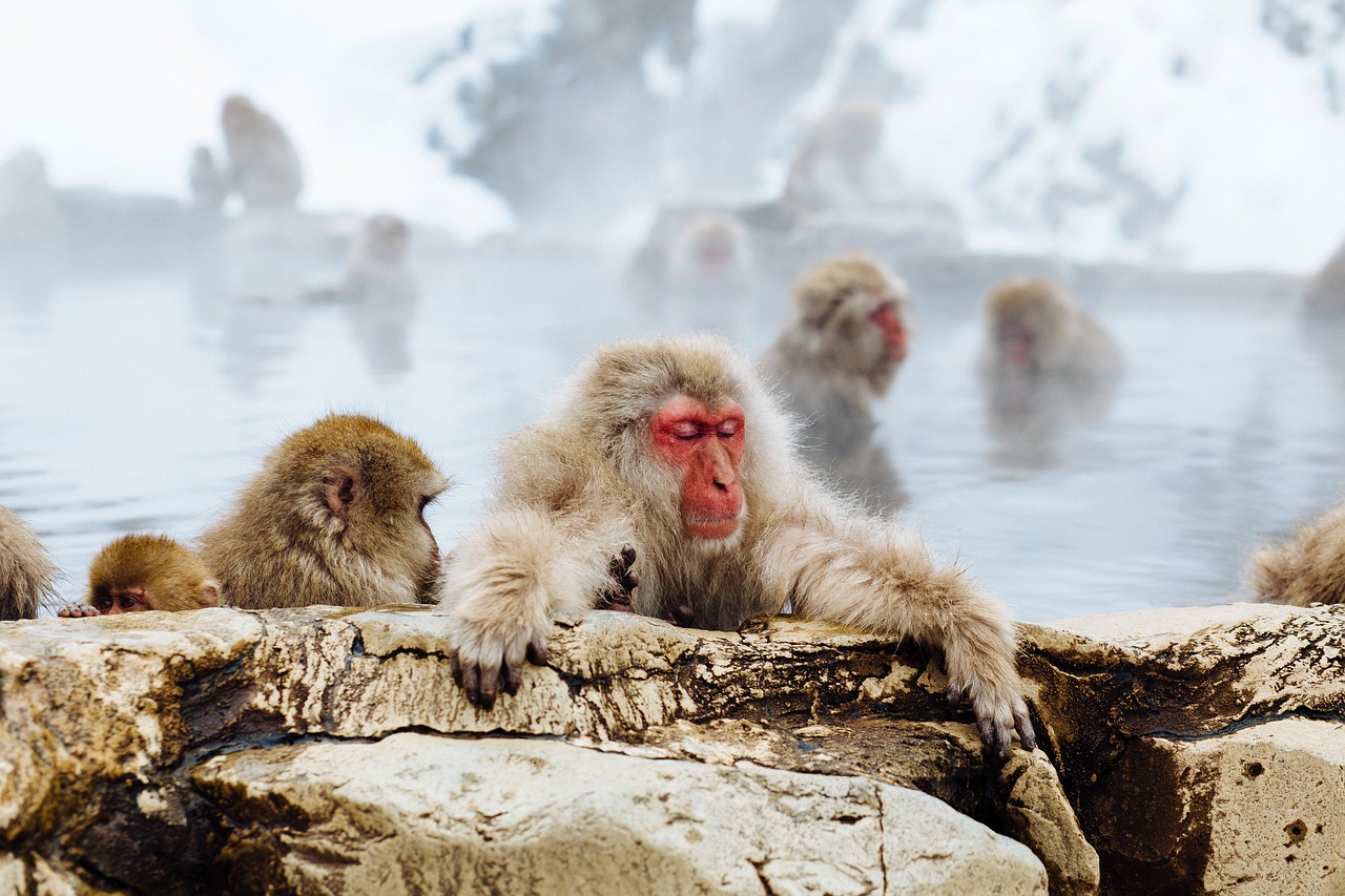 Image - monkey animal pet wildlife sea