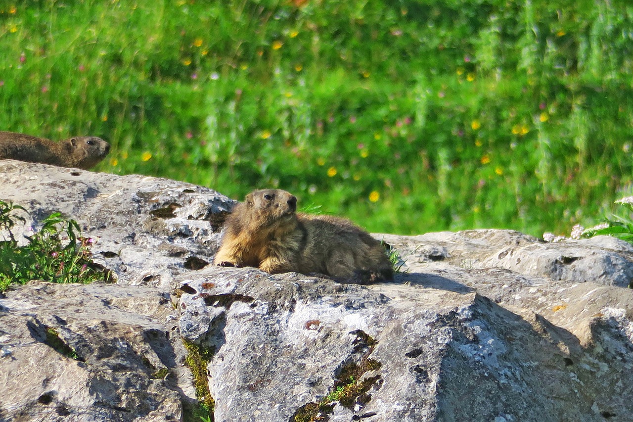 Image - nature animals mammal mountain