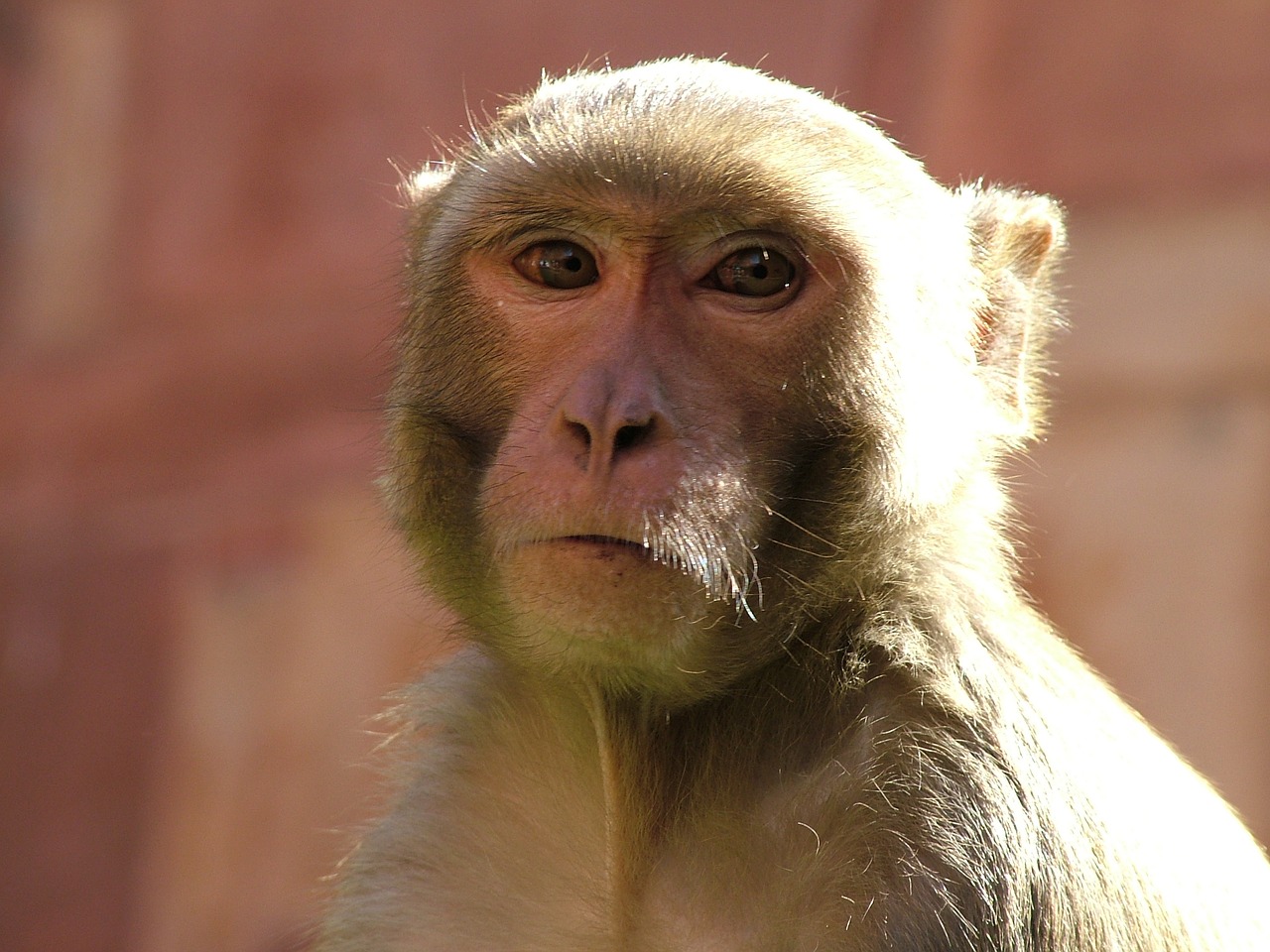 Image - monkey animal pet wildlife