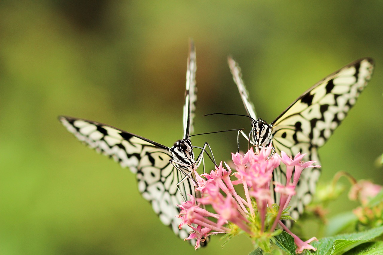 Image - butterfly moth insect macro