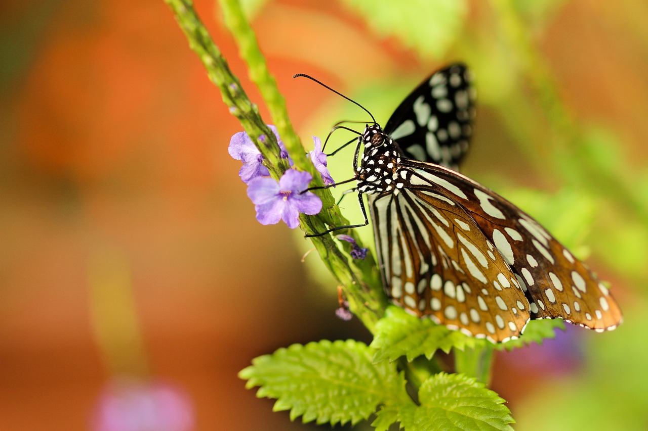 Image - butterfly moth insect macro