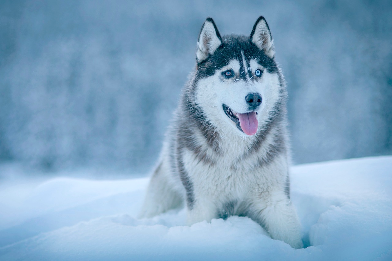 Image - dog animal husky snow winter cold