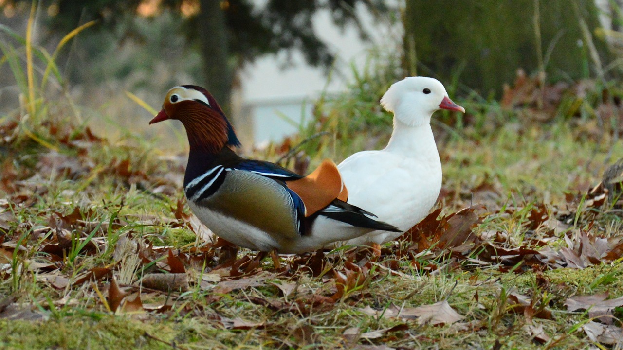 Image - mandarin color white