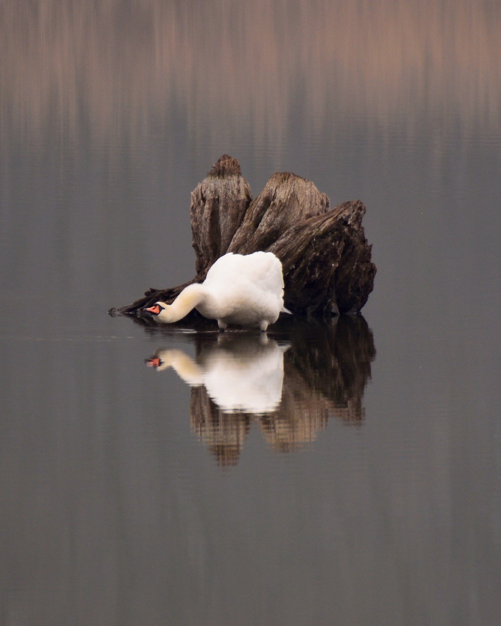 Image - swan rhizome water