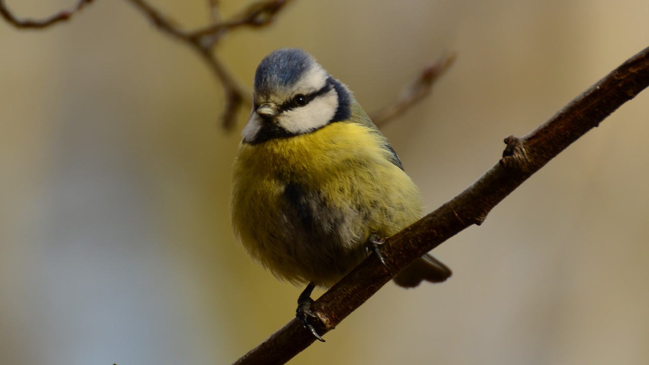 Image - chickadee tit bird
