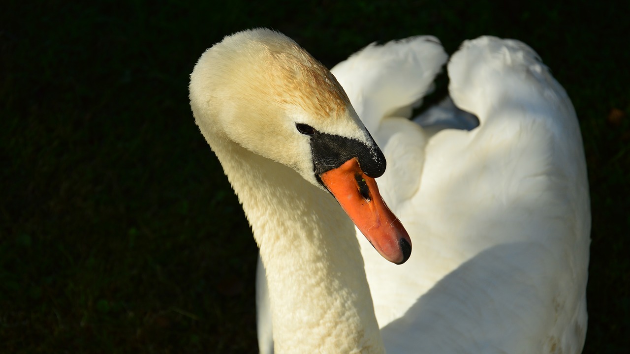 Image - swan portrait summer