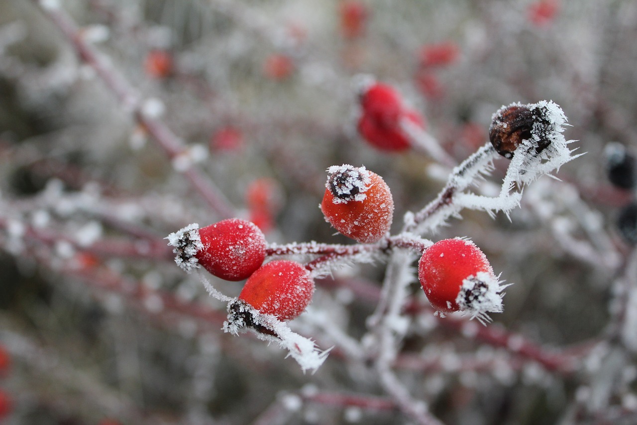 Image - rose hip gefrohren winter frost