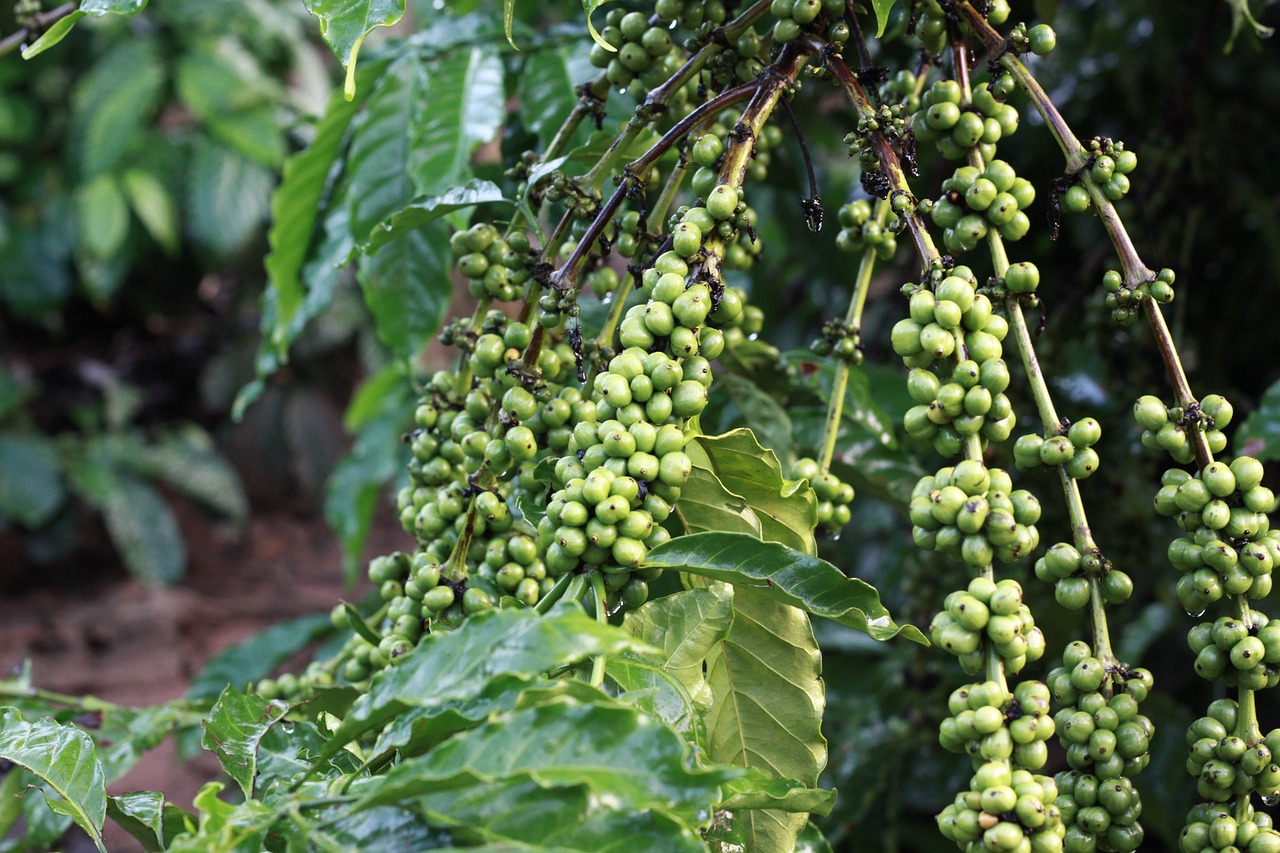 Image - coffee green bean farm nature