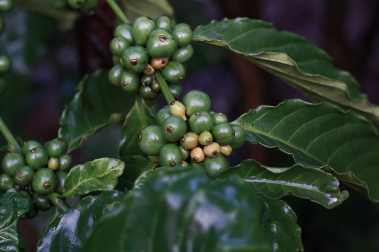 Image - cafe coffee green morning bean