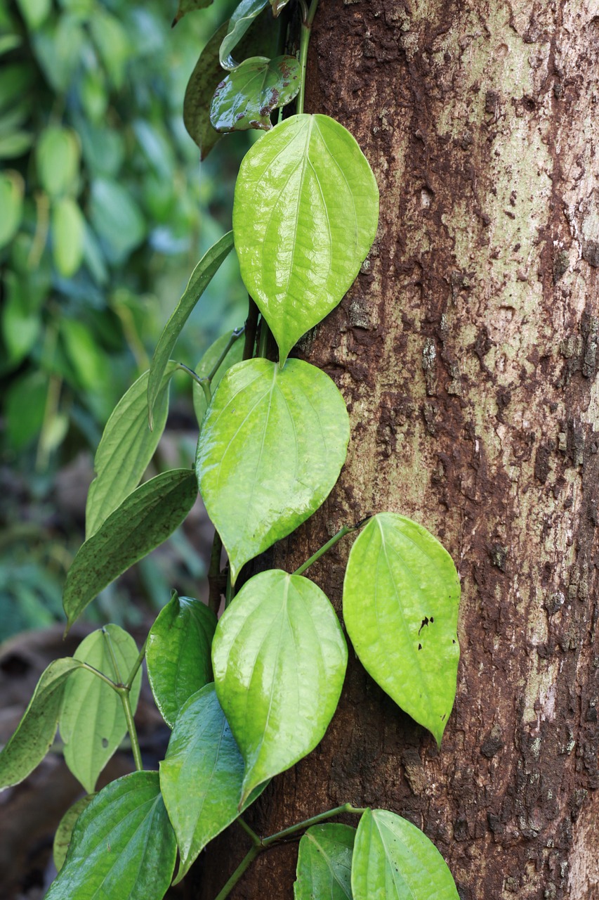 Image - leaf vegetarian pepper piece