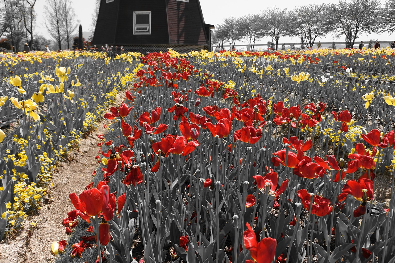 Image - suncheon bay flowers nikon garden