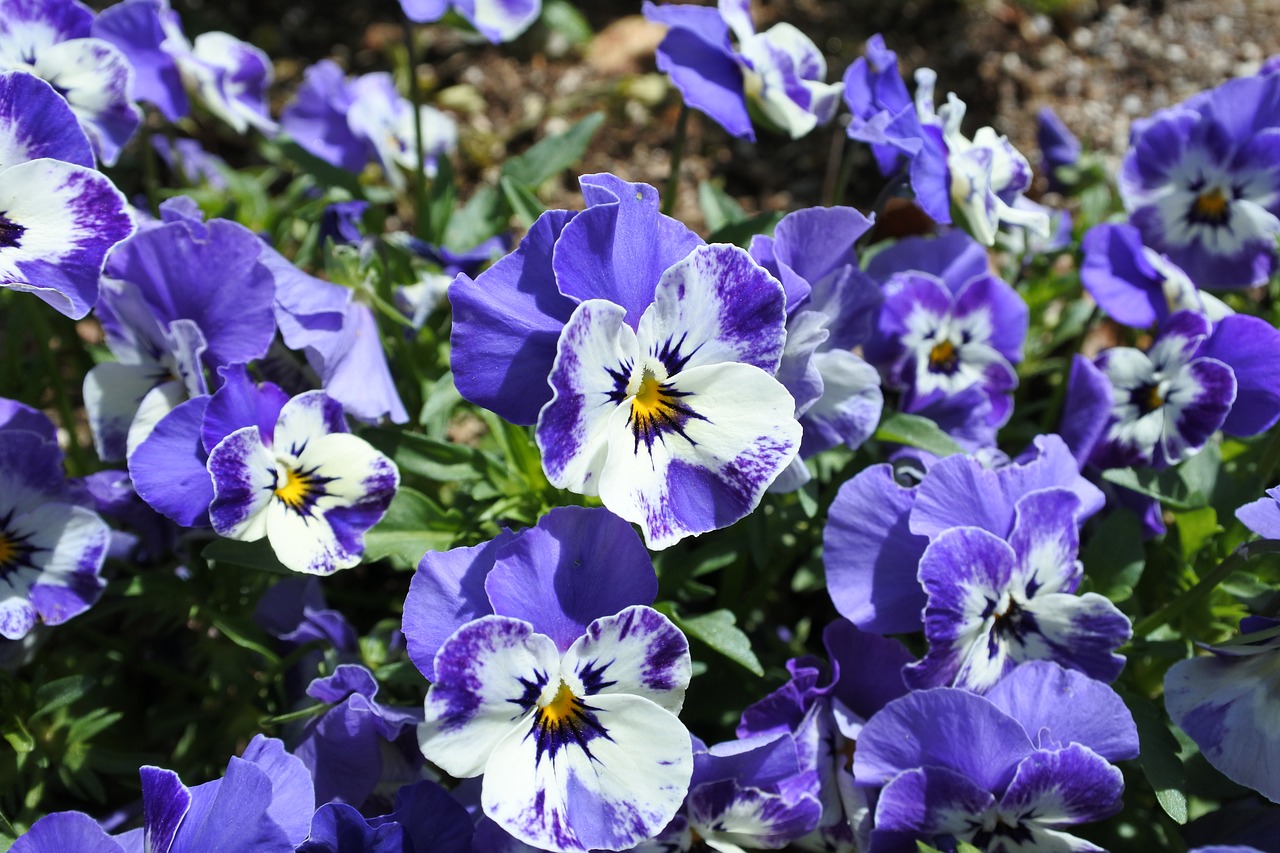 Image - suncheon bay flowers the close up