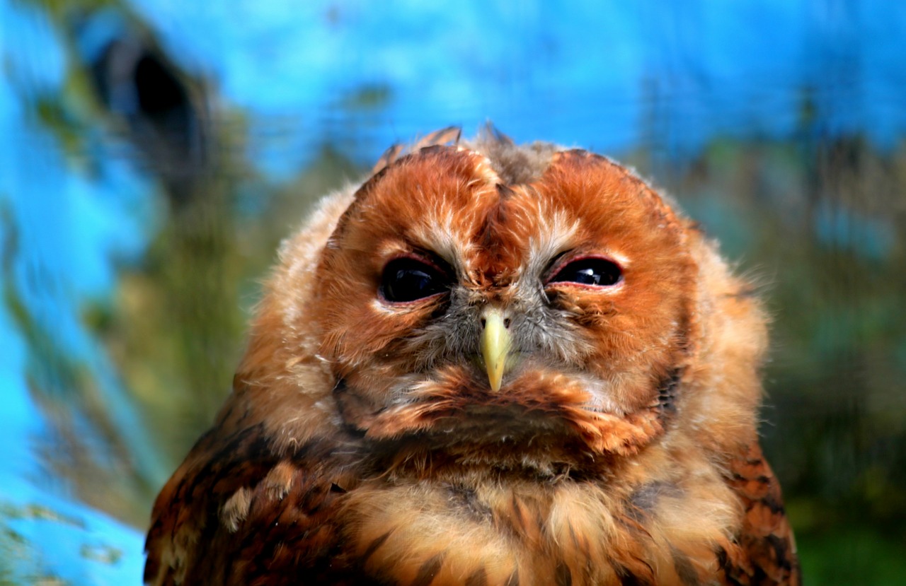 Image - owl bird animal raptor plumage
