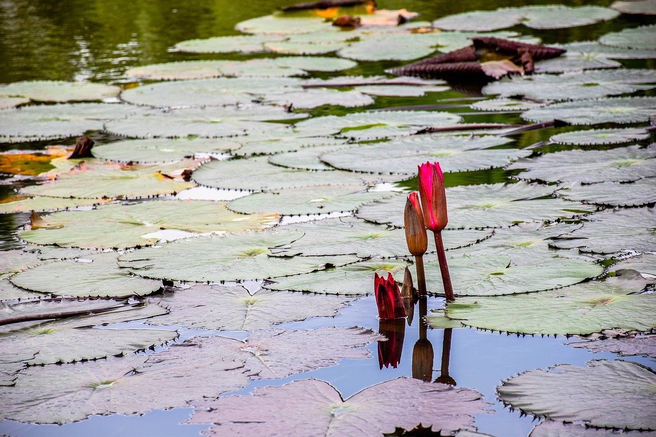 Image - tree nature lotus by nature