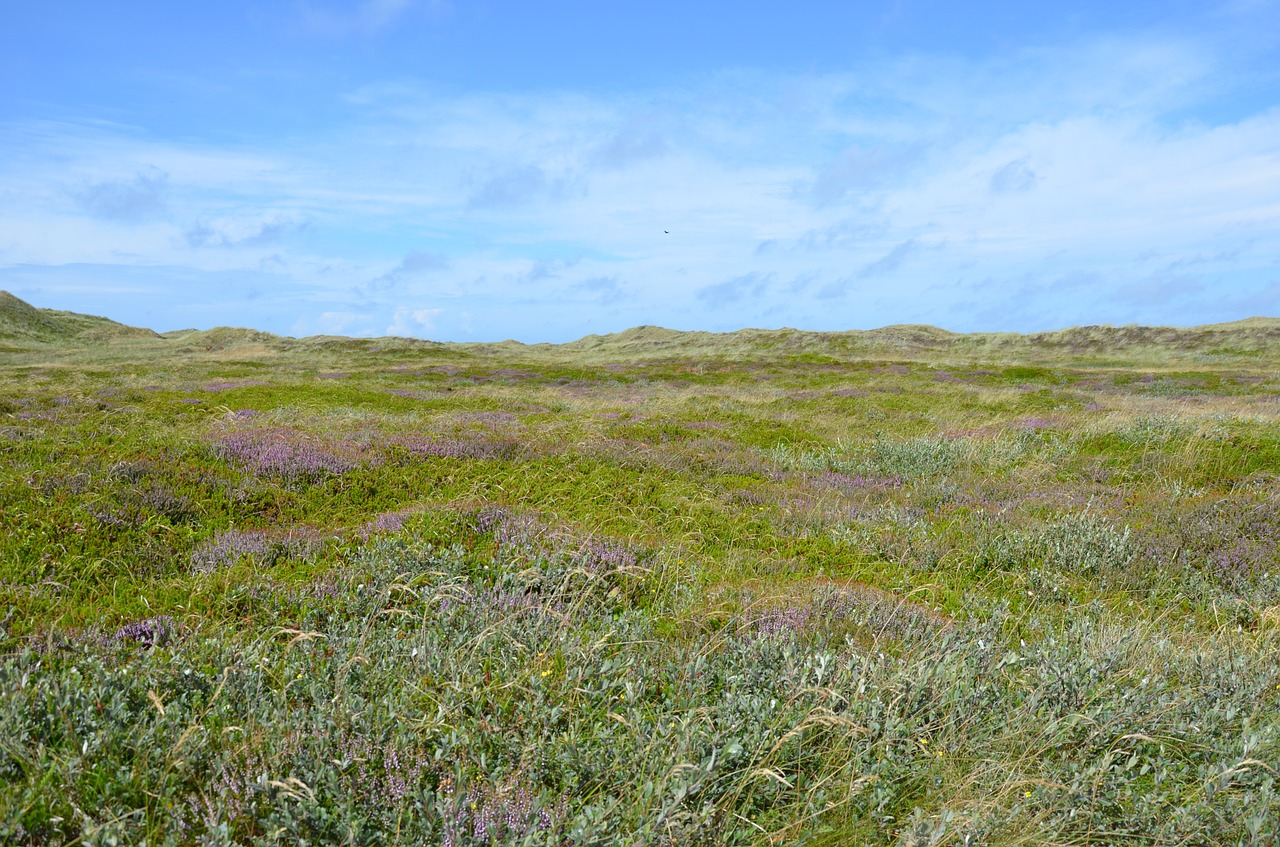 Image - denmark husby klitplantage