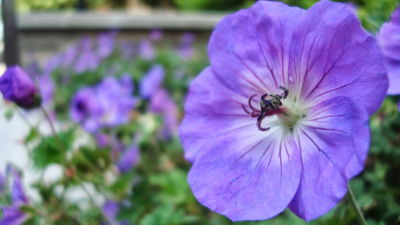 Image - indigo flower garden