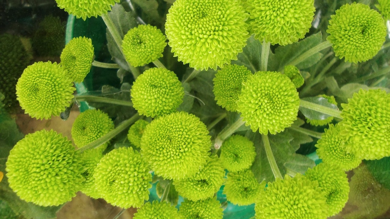 Image - green flower symmetry green balls