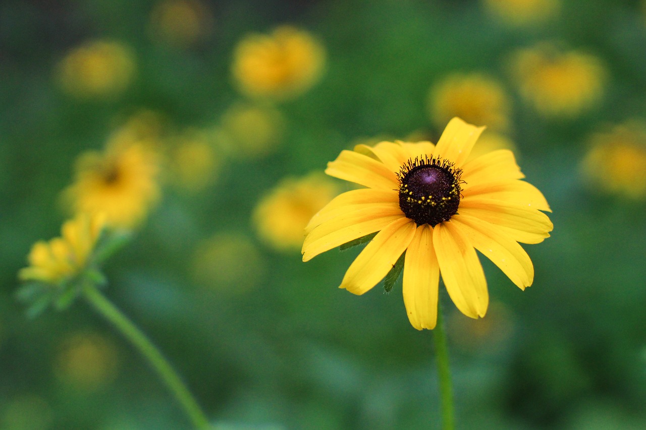 Image - flower black eyed susan floral