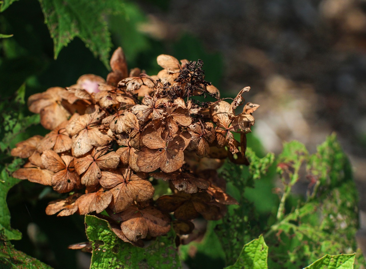 Image - flower dying nature plant brown