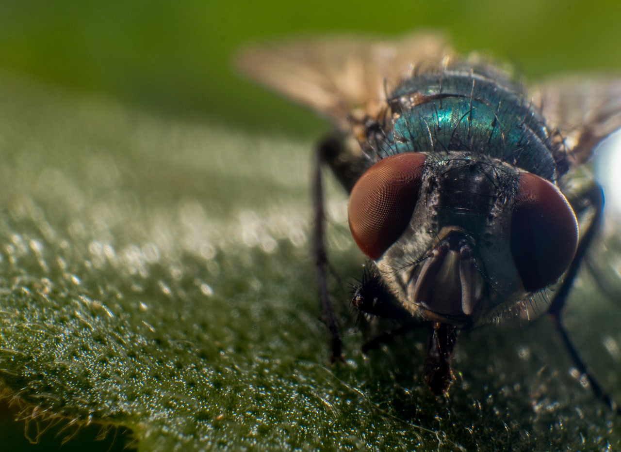 Image - fly macro nature insect close