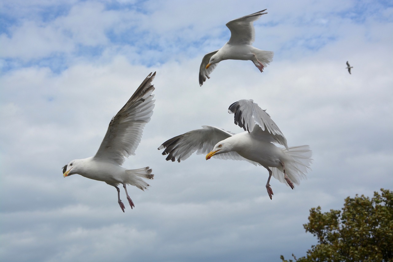 Image - flying seagull sea birds gull