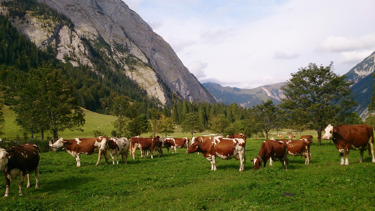 Image - cow kühe landschaft