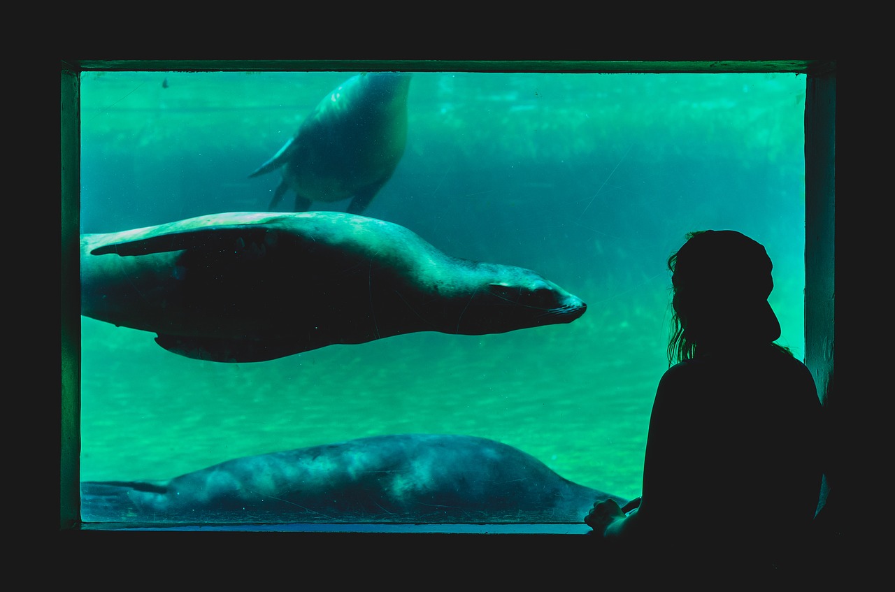 Image - underwater aquarium sea lion water