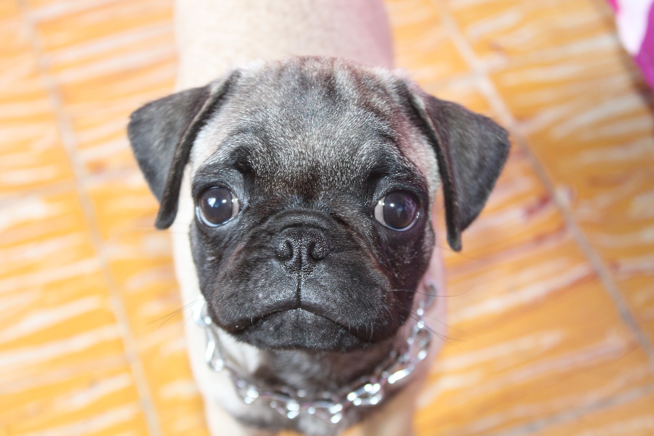 Image - pug dog pets breed pug sweetness