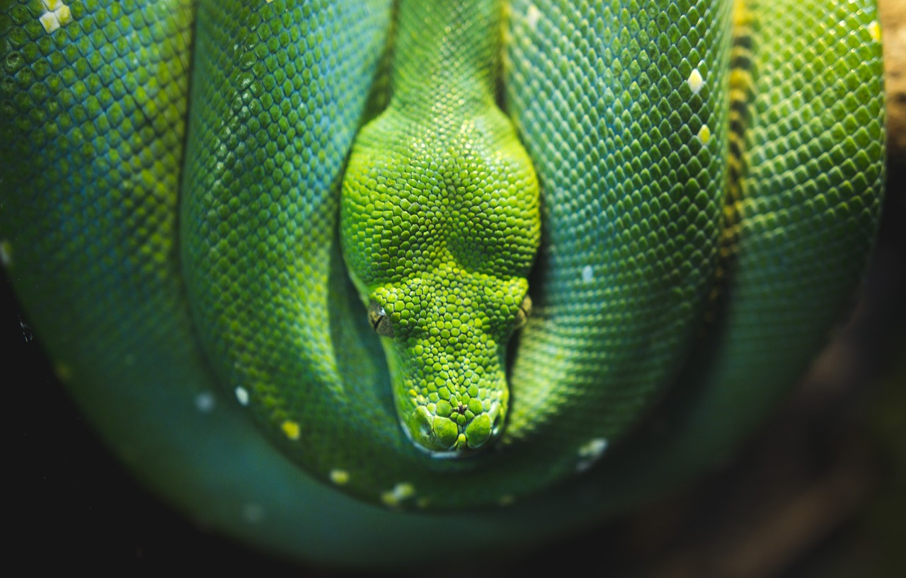 Image - green snake reptile nature