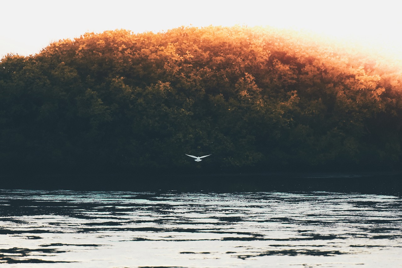 Image - trees bird flying nature lake