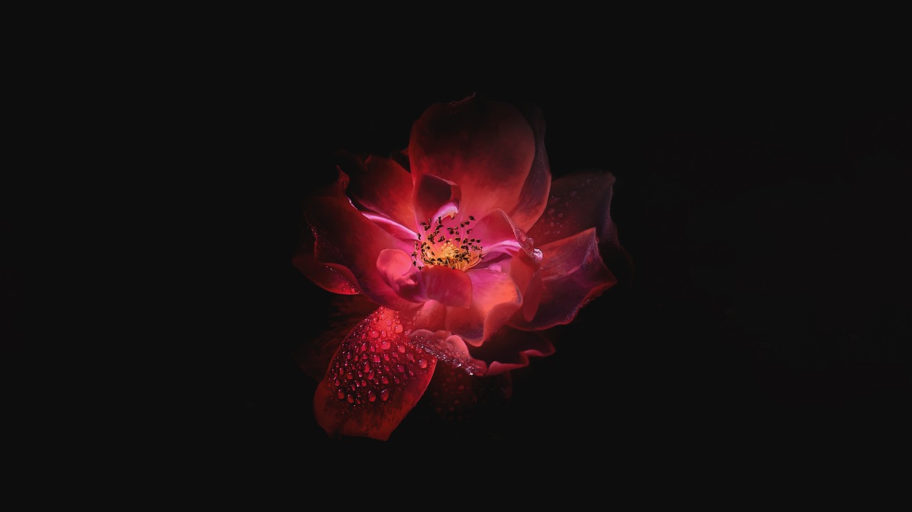 Image - flower petals bloom dark pink