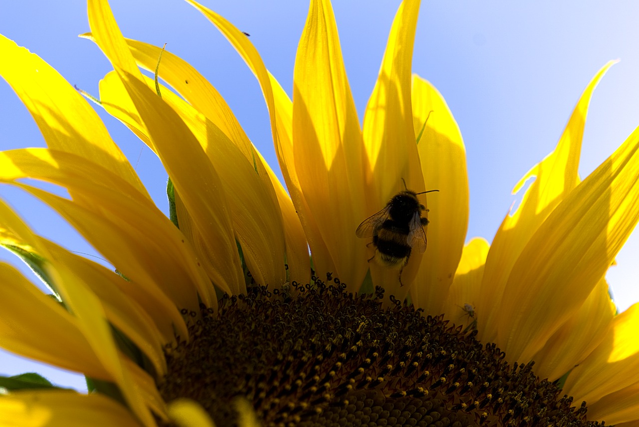 Image - hummel sun flower pollen