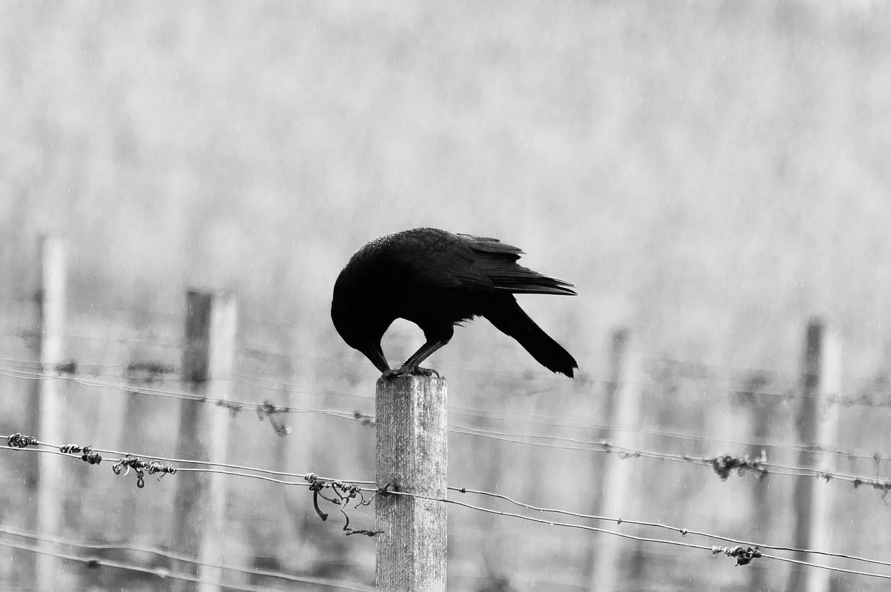 Image - bird animal fence auk beak wings