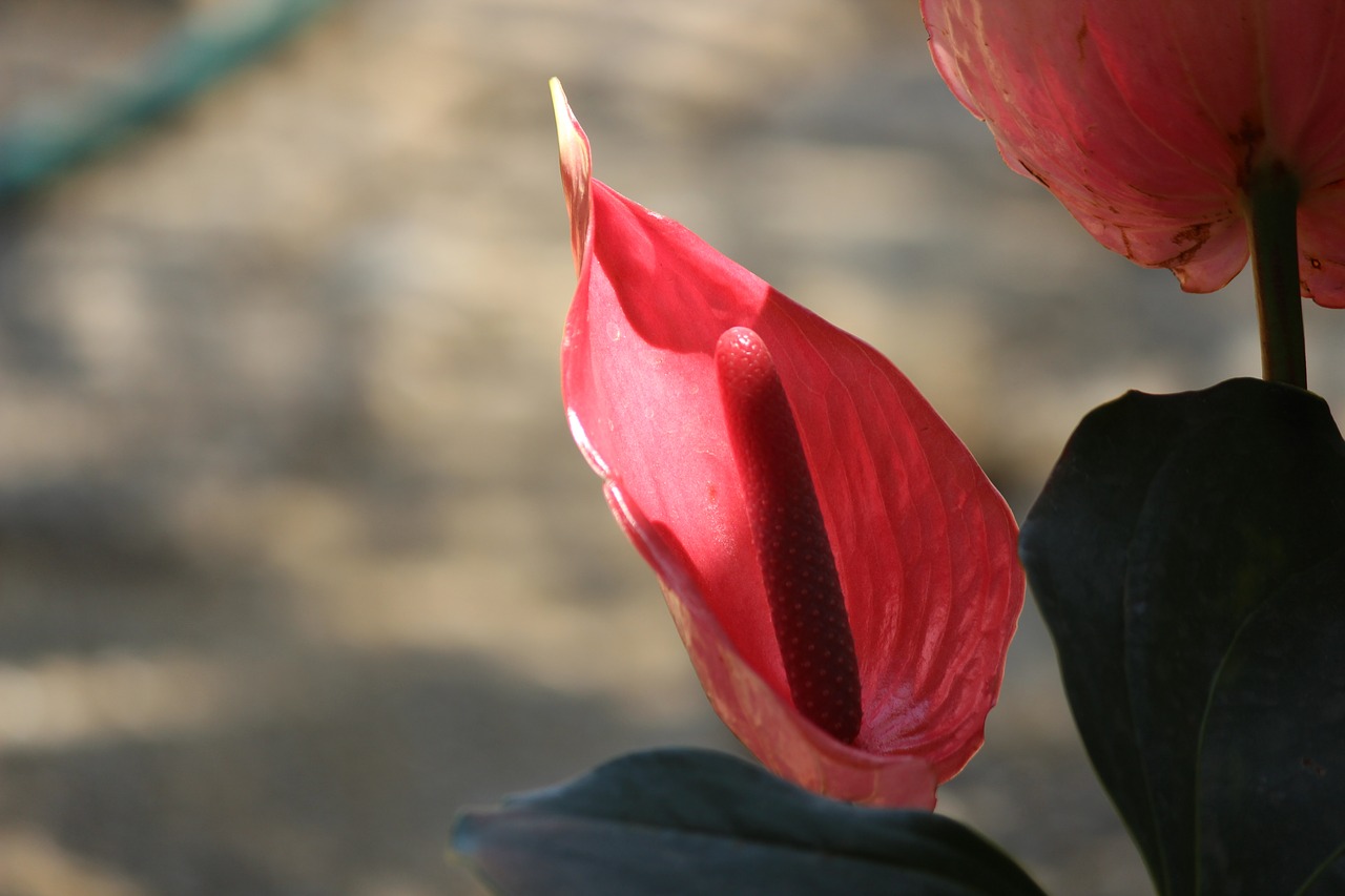 Image - flower flowers cradle of moses