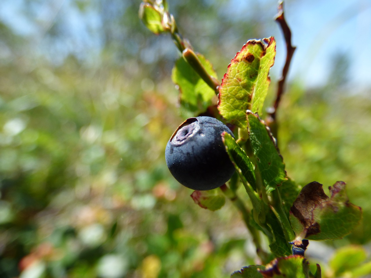 Image - blueberries greenery mountain