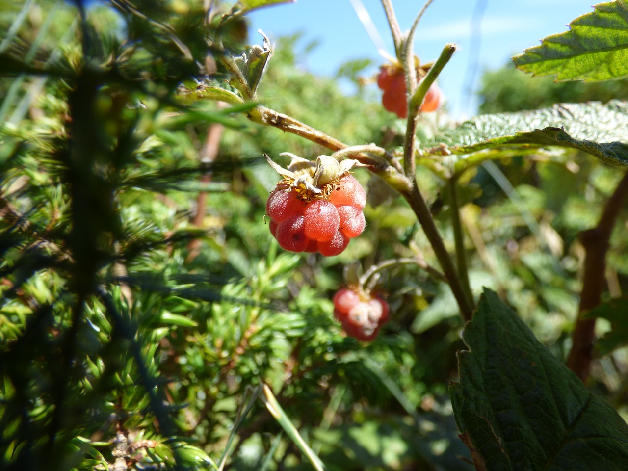 Image - raspberry bush forest leaf nature