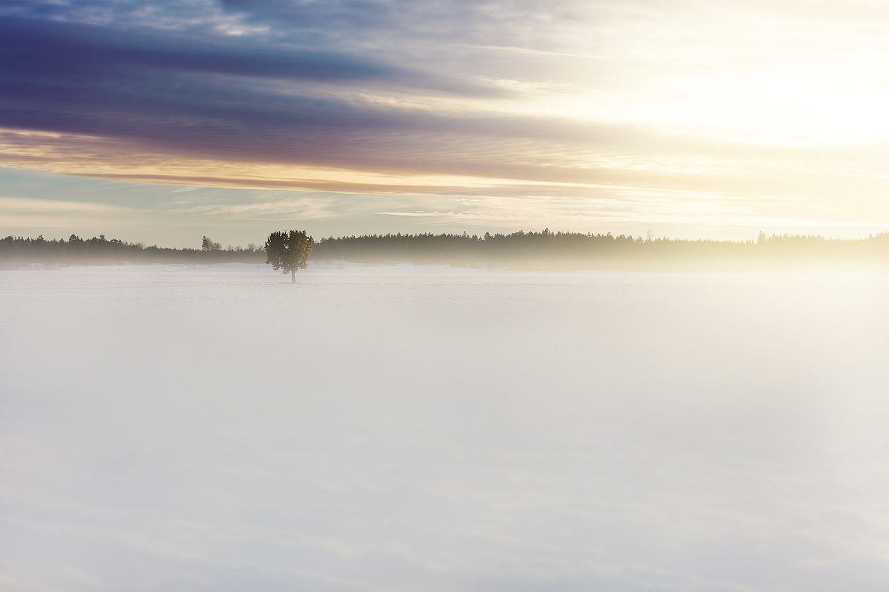 Image - field plant tree fog white sky