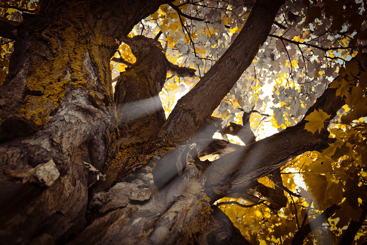 Image - nature tree plant sun rays