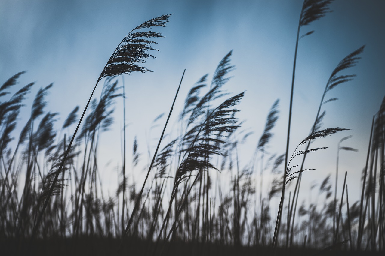 Image - field clouds sky crops plantation