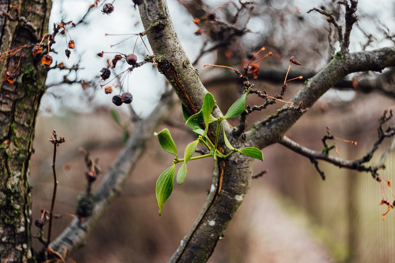 Image - branches stem fruit nature plant